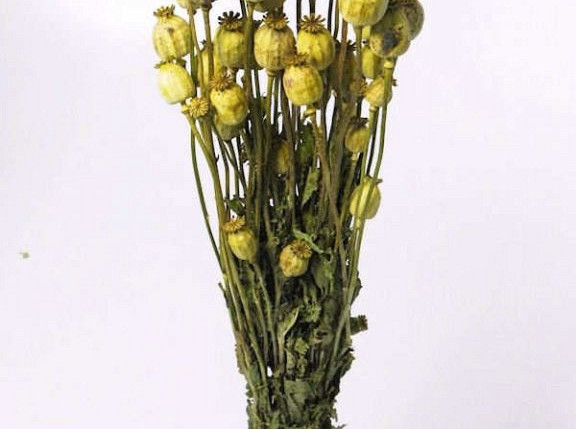 Papaver Spring Green 65cm