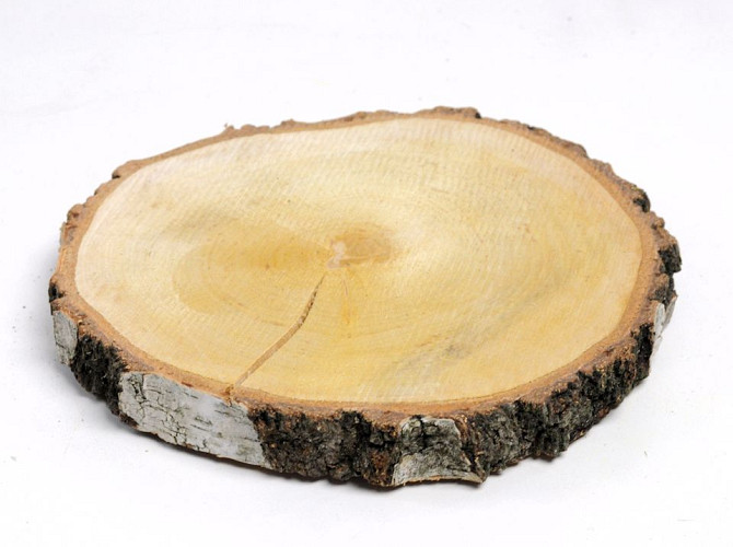 Birch Slice 25-30cm