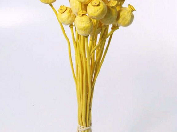 Papaver Bright Yellow