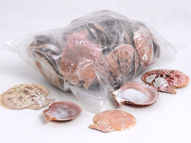 Shells Pectin Nobilis 1kg