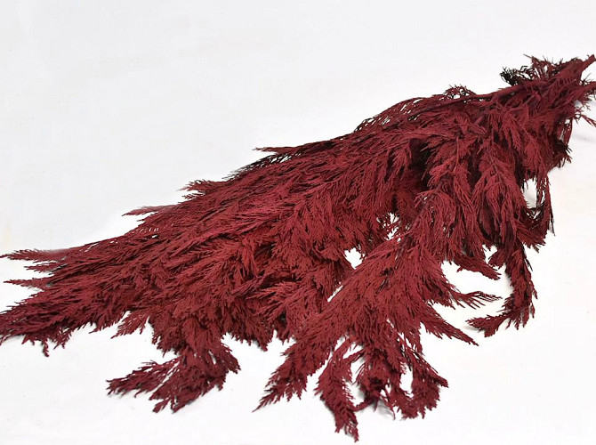 Thuja Red 100cm 1kg
