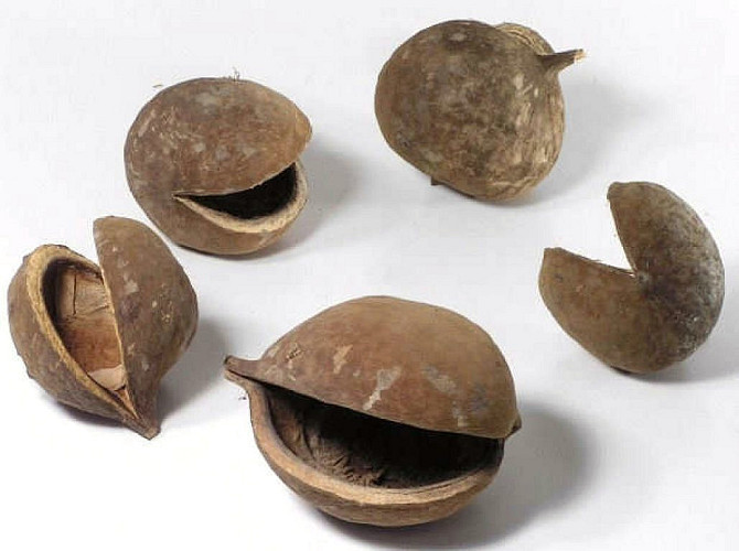 Buddha Nut 8-12cm 15-Pack