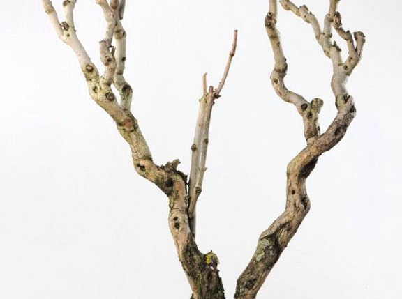 Flieder Holz 80-100cm