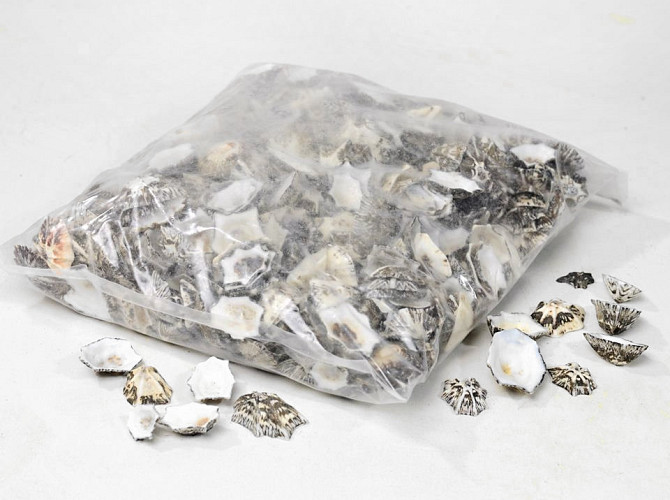 Shells Paetella Sachar 1kg