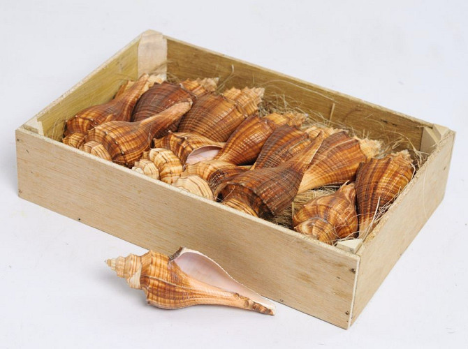 Shells Ternatanus 14pcs