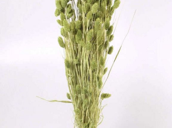 Phalaris Bright Green 70cm