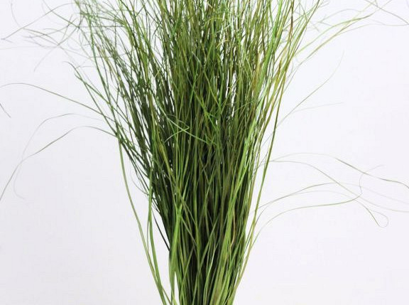 Bärengras 70cm grün 225gr