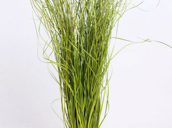 Beargrass 70cm spring green 225gr