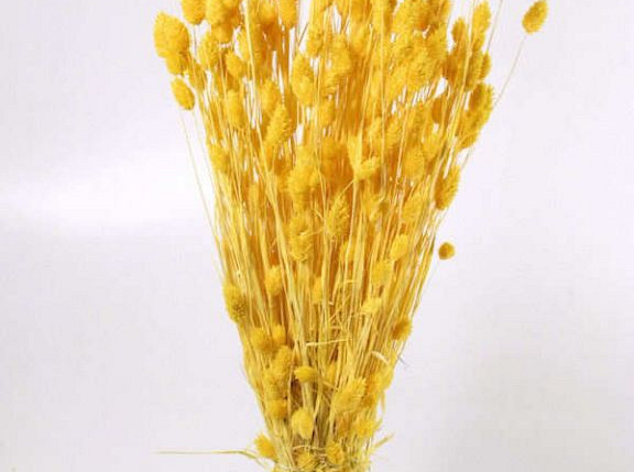 Phalaris Hellgelb 70cm