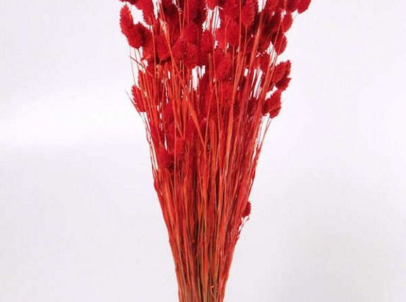 Phalaris Bright Red 70cm