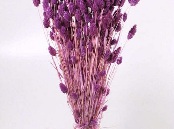 Phalaris Hellviolet 70cm