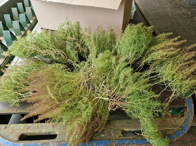 Sea Moss, box 80x38x35cm