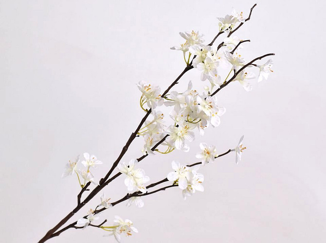 Apple Blossom White 84cm