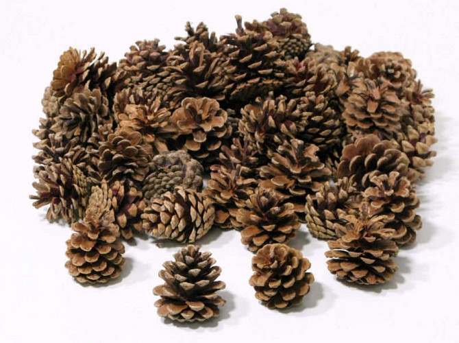 Pine Cone (Pinus Nigra) per kg.