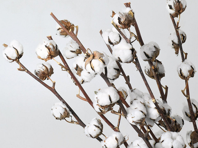 Cotton Balls on stem