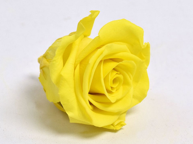 Rose Heads 5cm Bright Yellow