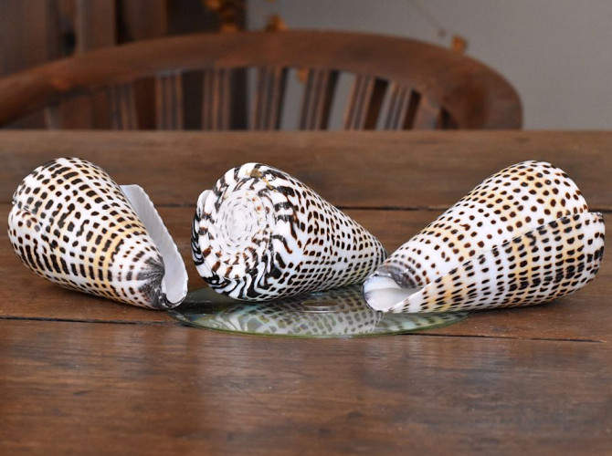 Shells Olok Bintik 9-10cm