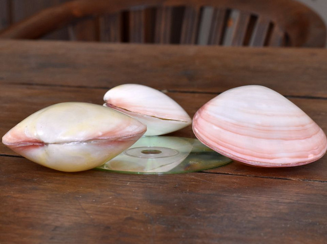 Shell Kering Pink 8-11cm