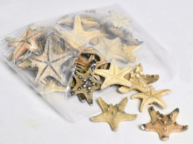 Starfish Rhino 30pcs.