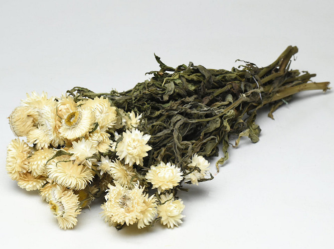 Helichrysum Cream 50cm