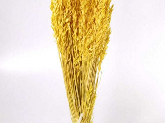 Avena Bright Yellow 70cm