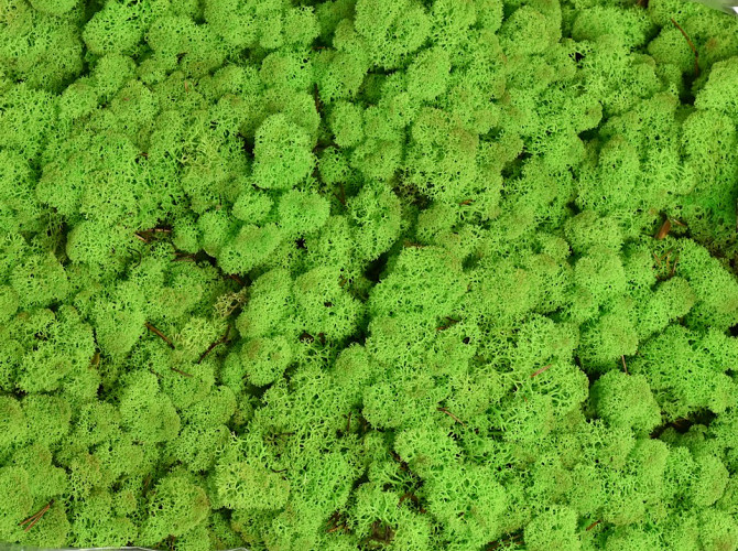 Reindeer Moss Spring Green per kg