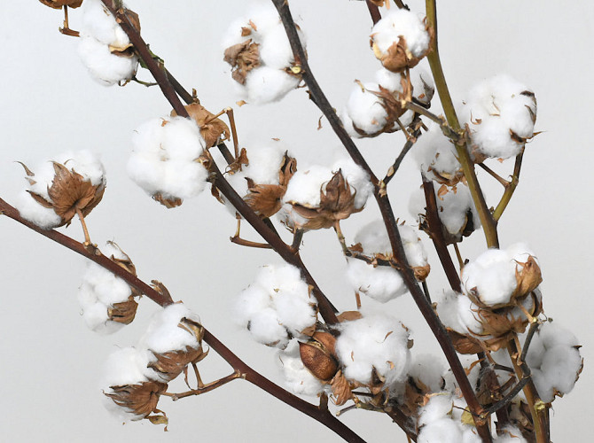 Cotton Balls on stem 60cm