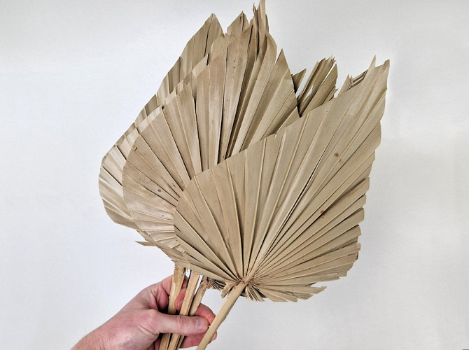 King Palm Spear 