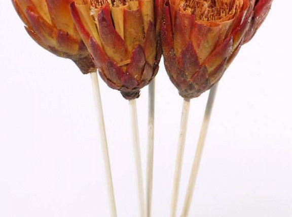 Protea Repens red brush auf 50cm Stiel