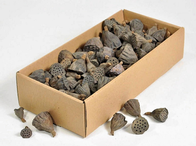 Lotus 2-5cm 250pcs