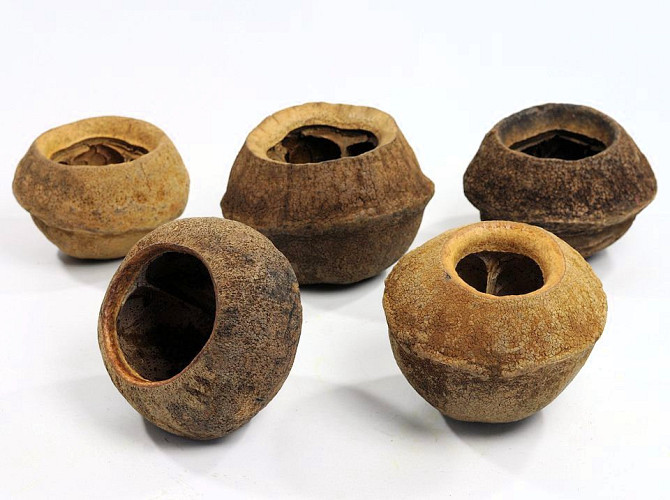 Sapucaia Large D14-16cm