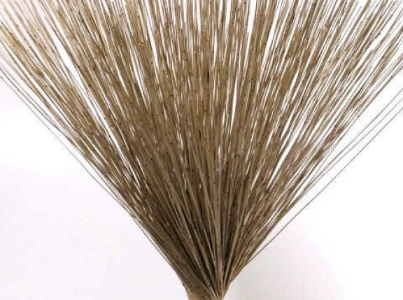 Pan Reed 75cm 1kg