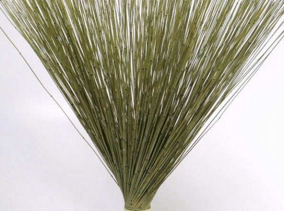 Reed Cane Green 75cm