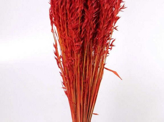 Avena Bright Red 70cm