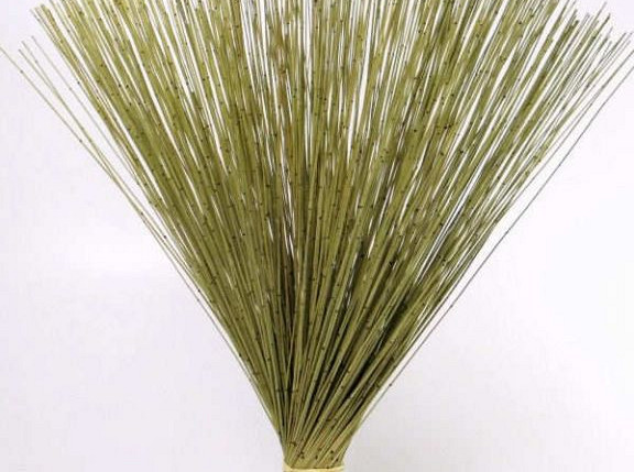 Reed Cane Spring Green 75cm