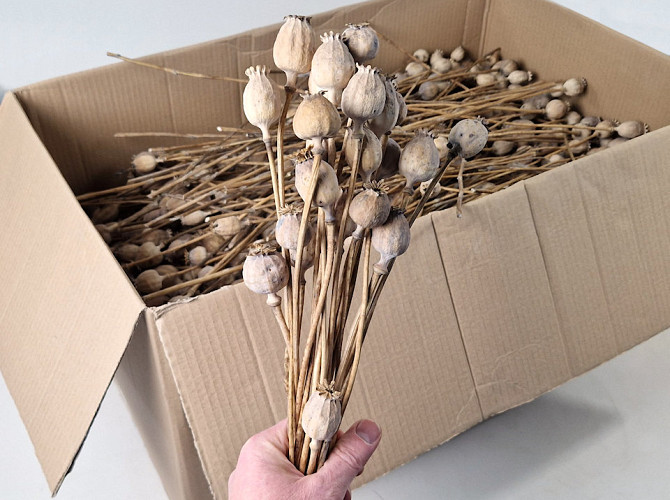 Papaver 15pcs dia 20-30mm