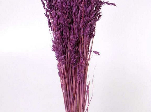 Hafer Hellviolet 70cm
