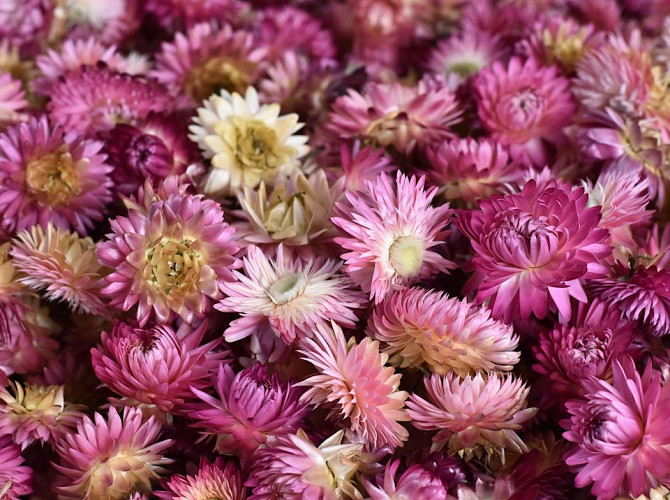 Helichrysum Heads Pink PKG