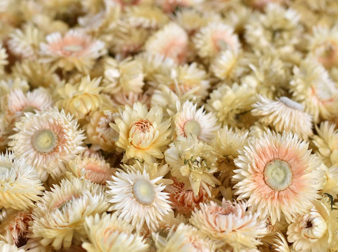 Helichrysum Heads White PKG