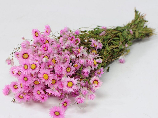 Rhodante Pink 50cm