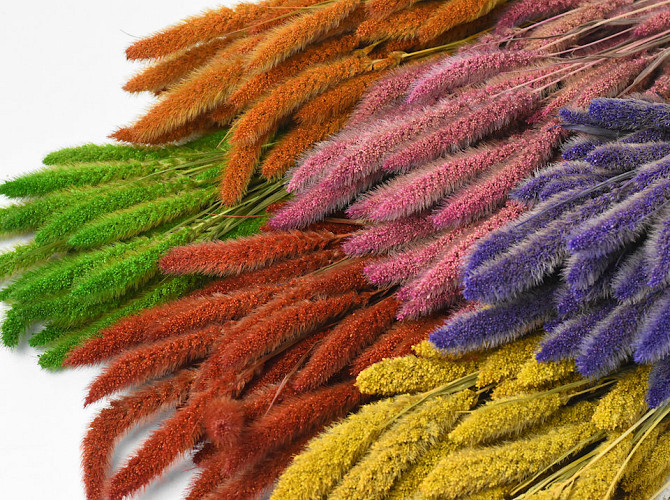 Setaria Assorti 6-pack 65cm