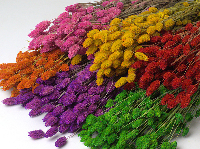 Phalaris Assorti 6-pack 70cm