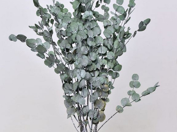 Eucalyptus Gunnii Groen 65cm