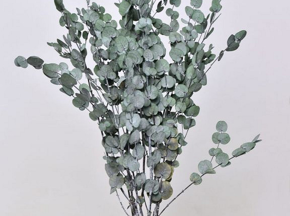 Eucalyptus Gunnii Grün 65cm