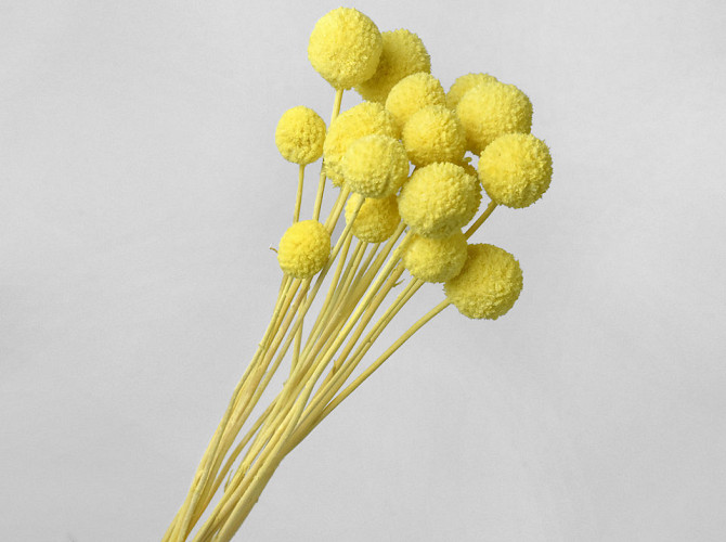 Craspedia Pastel Yellow 15pcs 40cm
