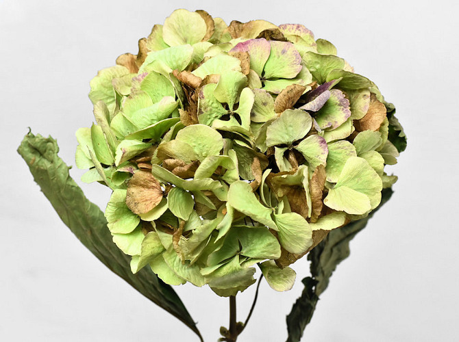 Getrocknete hortensien