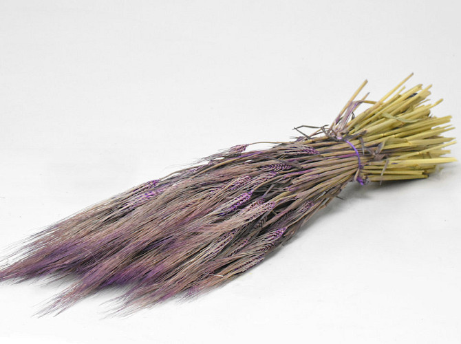 Gerste Violett 70cm