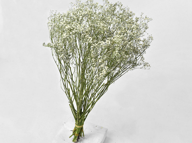 Dried Babys Breath 70cm (25 branches)
