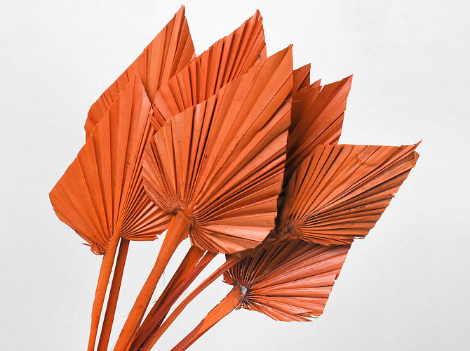 Palm Spear Orange 40-55cm 
