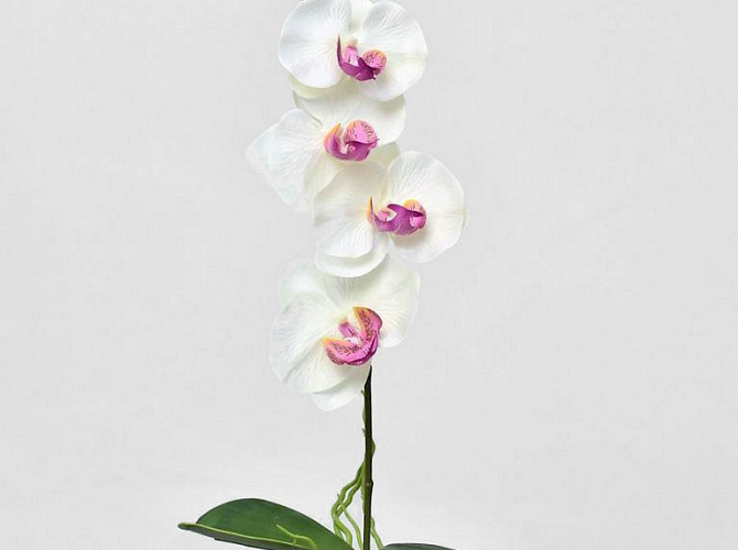 Phalaenopsis 50cm White